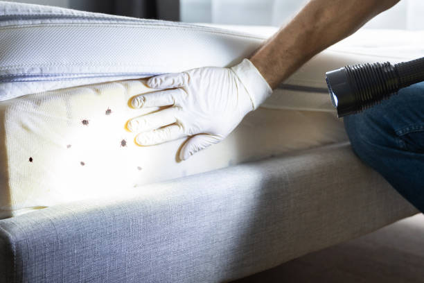 Best Bed Bug Extermination  in Citrus Park, AZ