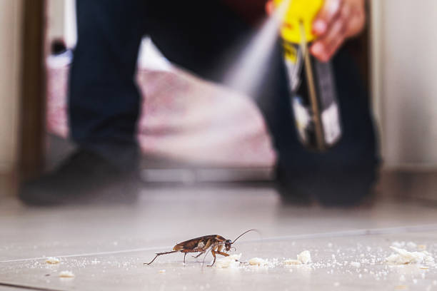 Best Wasp Removal Services  in Citrus Park, AZ